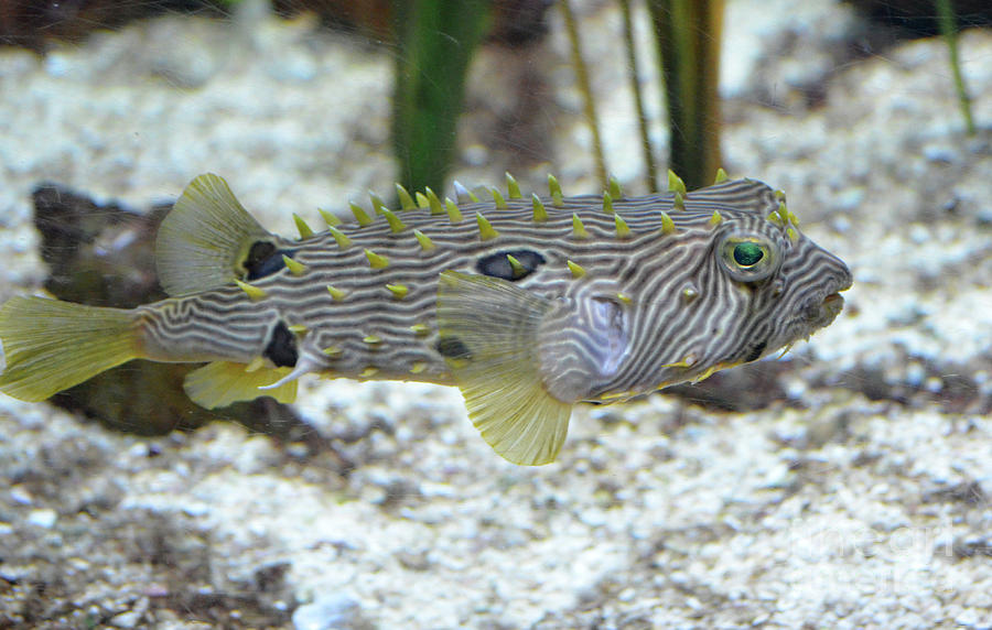 Striped Burrfish Swimming Along the Ocean Floor Photograph by DejaVu ...