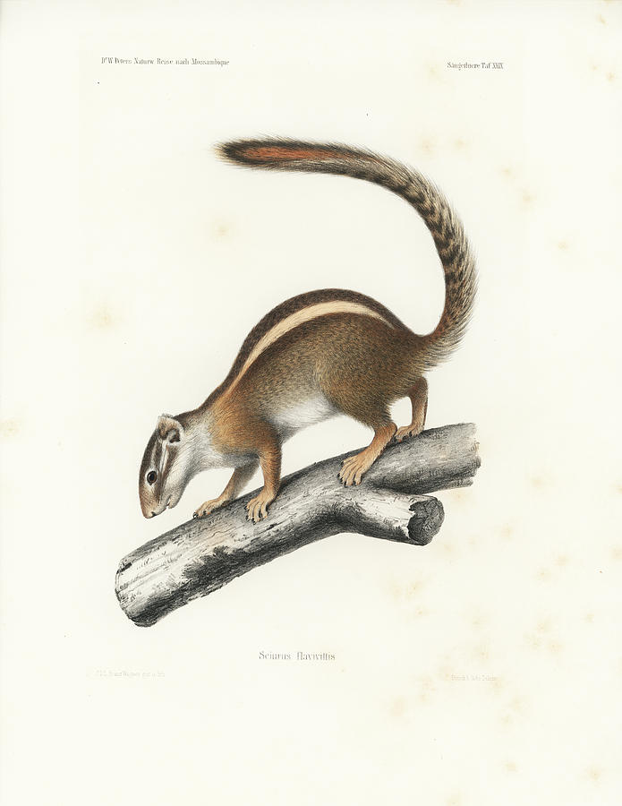 Striped Bush Squirrel, Paraxerus flavovittis #1 Drawing by J D L Franz Wagner