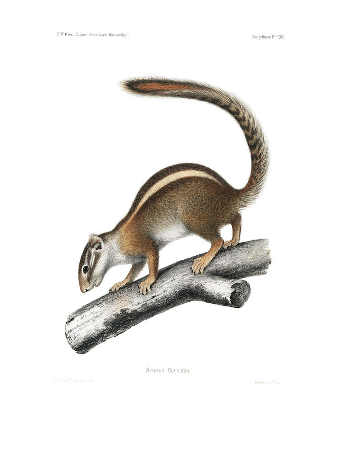 Striped Bush Squirrel, Paraxerus flavovittis Drawing by J D L Franz Wagner