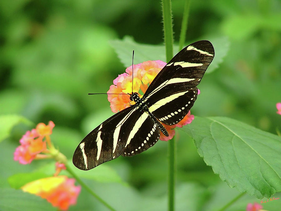 Striped Butterfly Photograph by Wendy McKennon