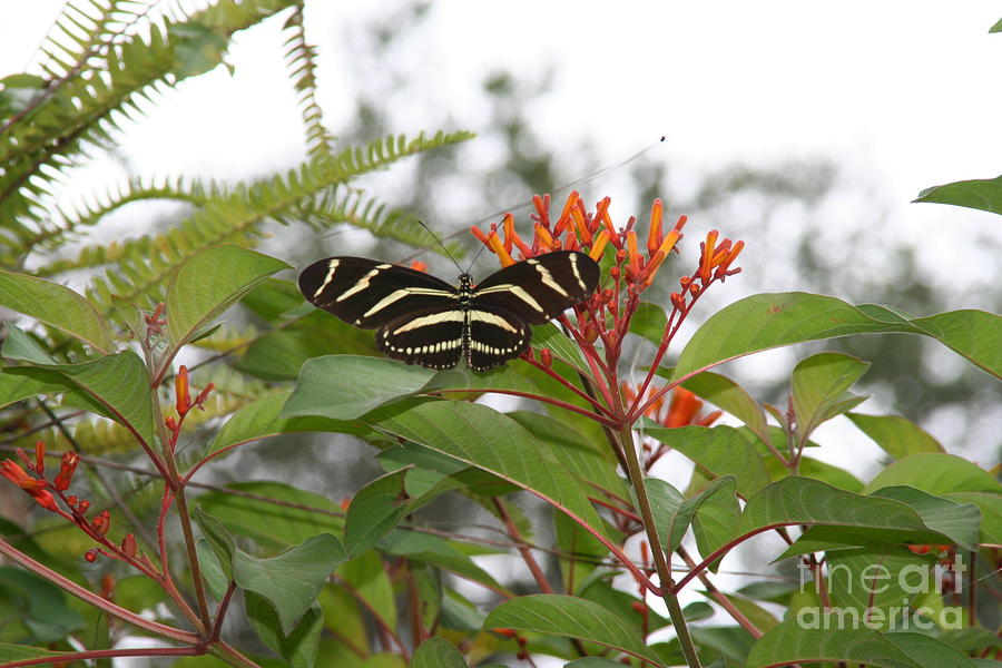 Butterfly Photograph - Striped Butterfuly by Maria Young