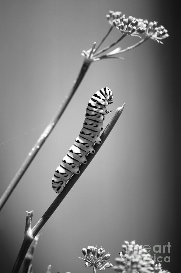 Striped Caterpillar Closeup Macro Black and White Photograph by Shawn OBrien