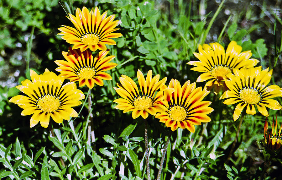 Striped Daisies--Film Image Photograph by Matthew Bamberg
