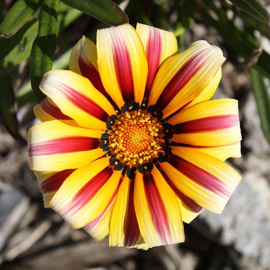 Striped Daisy Square Photograph by Carol Groenen
