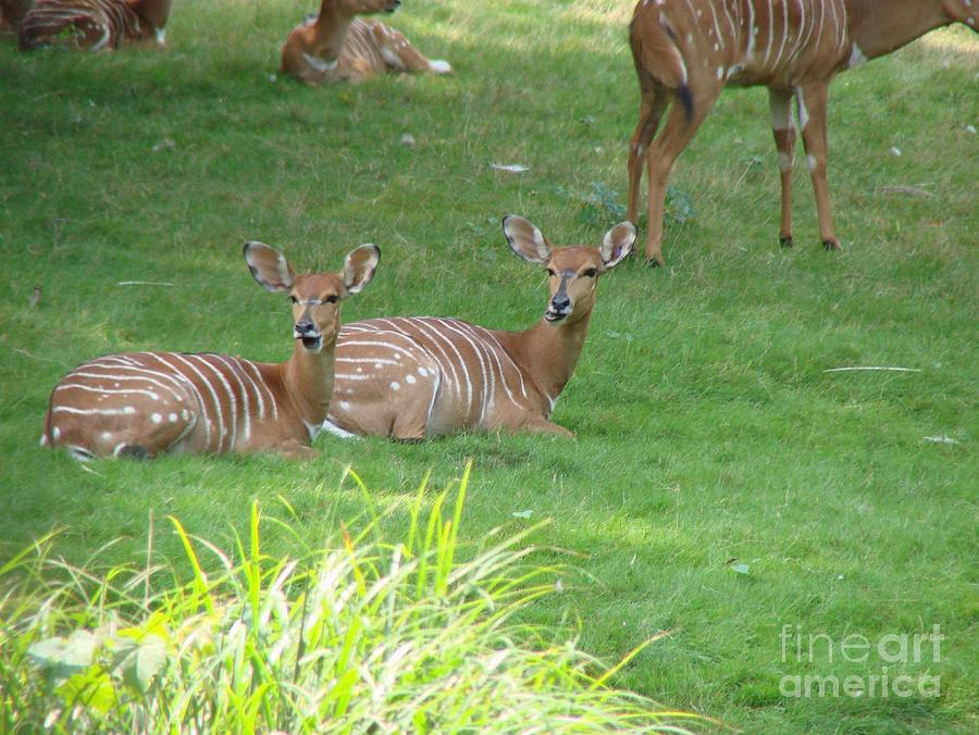 White Striped Deer Photograph by Anthony Morretta
