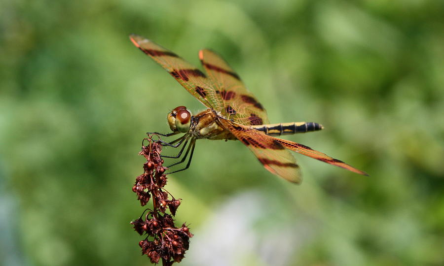 Summer Photograph - Striped Dragonfly by Annie Babineau