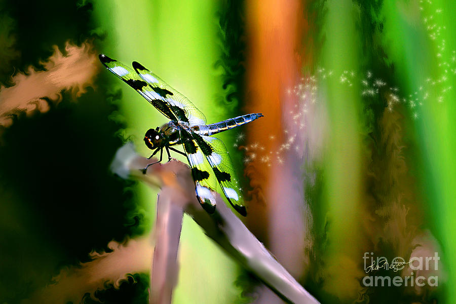 Striped Dragonfly Photograph by Lisa Redfern