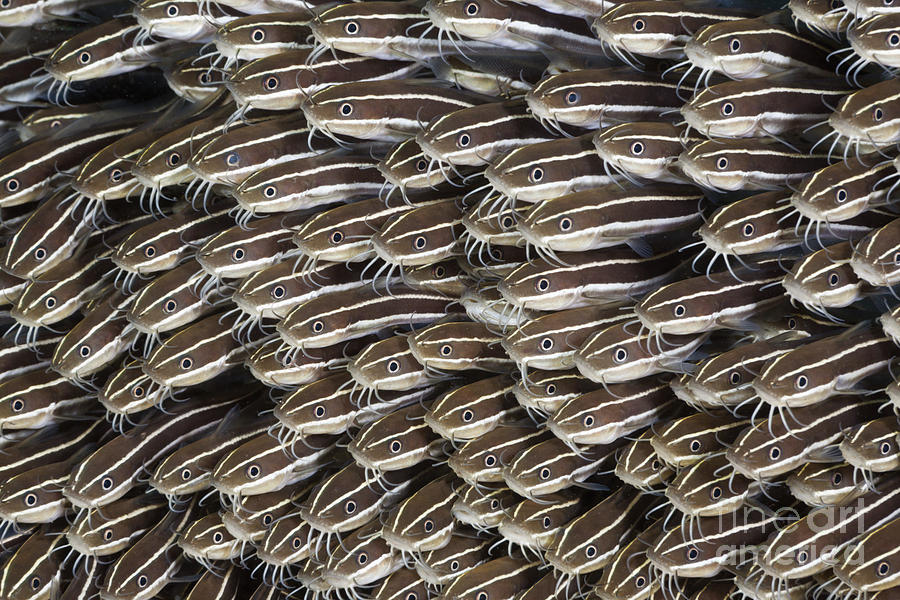Striped Eel Catfish Photograph by Reinhard Dirscherl