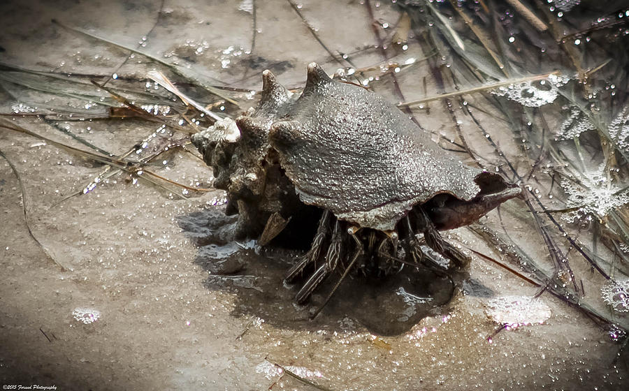 Striped Hermit Crab On The Move Photograph by Debra Forand