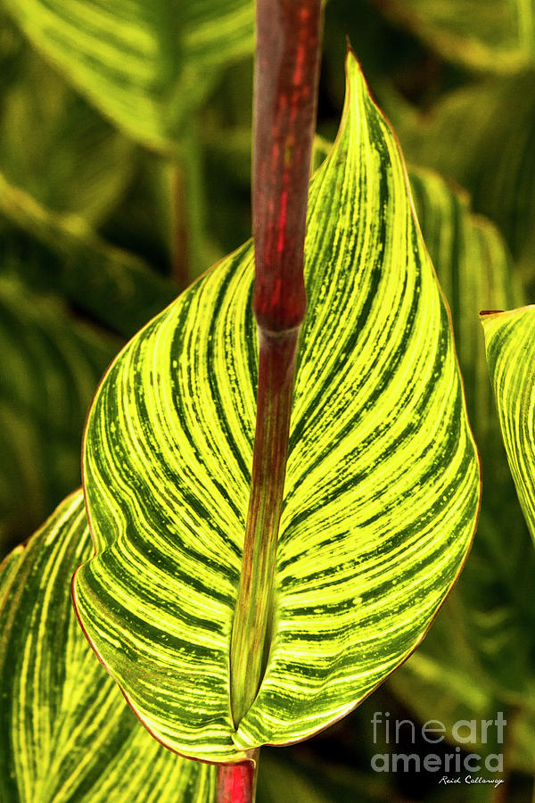 Striped Leaves Abstract Leaf Art Photograph by Reid Callaway