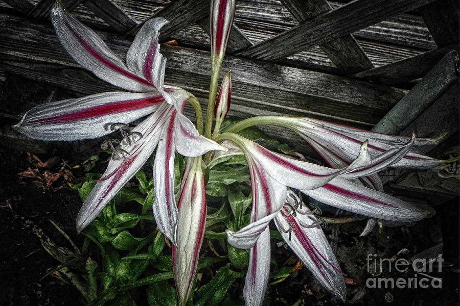 Nature Photograph - Striped Lilies by Judy Hall-Folde