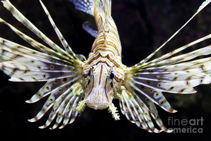 Striped Lionfish 2 Photograph