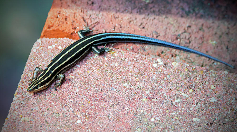 Striped Lizard Photograph by Brian Wallace