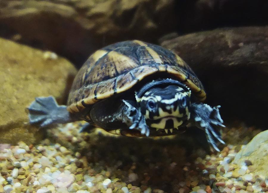 Striped mud turtle Photograph by Joan Reese