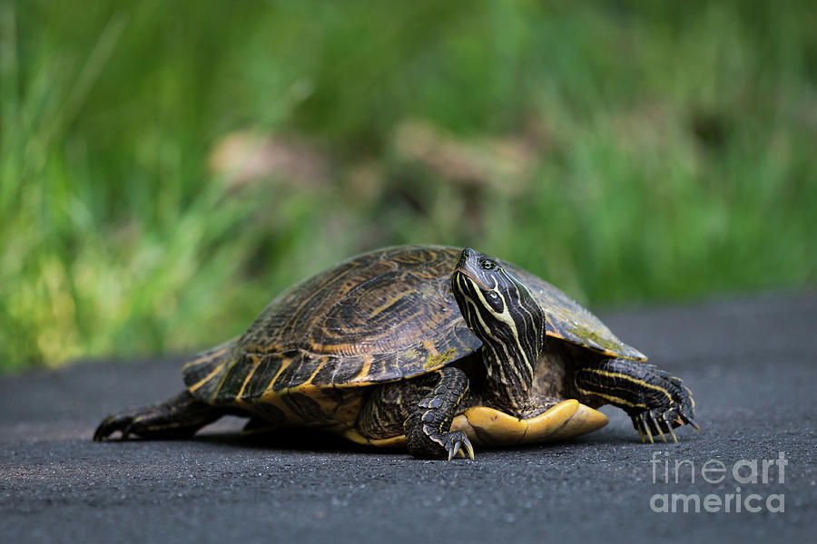 Striped Neck Terrapin Photograph by Andrea Silies