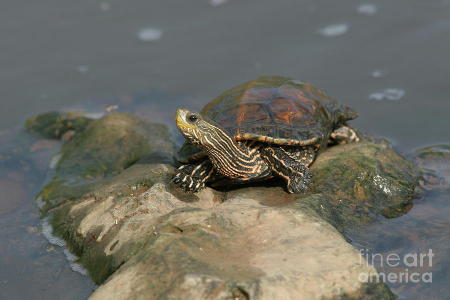 Striped-neck terrapin Mauremys caspica Photograph by Alon Meir - Fine ...