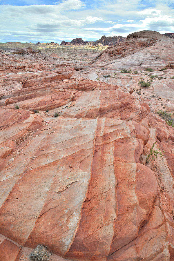 Striped Pads in Valley of Fire Photograph by Ray Mathis