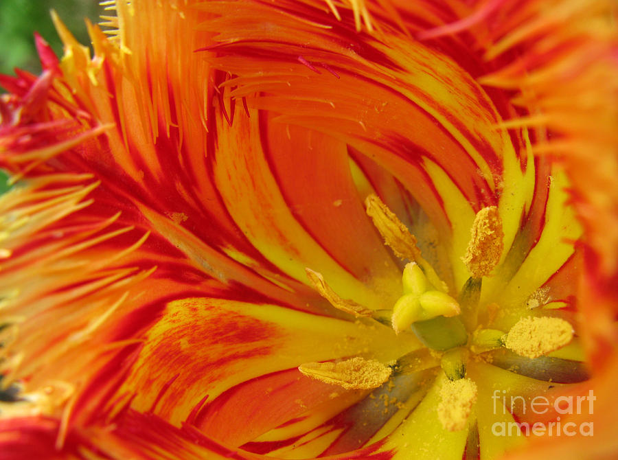 Striped Parrot Tulips. Olympic Flame Photograph