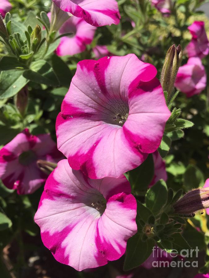Pink Striped Petunia Photograph by CAC Graphics