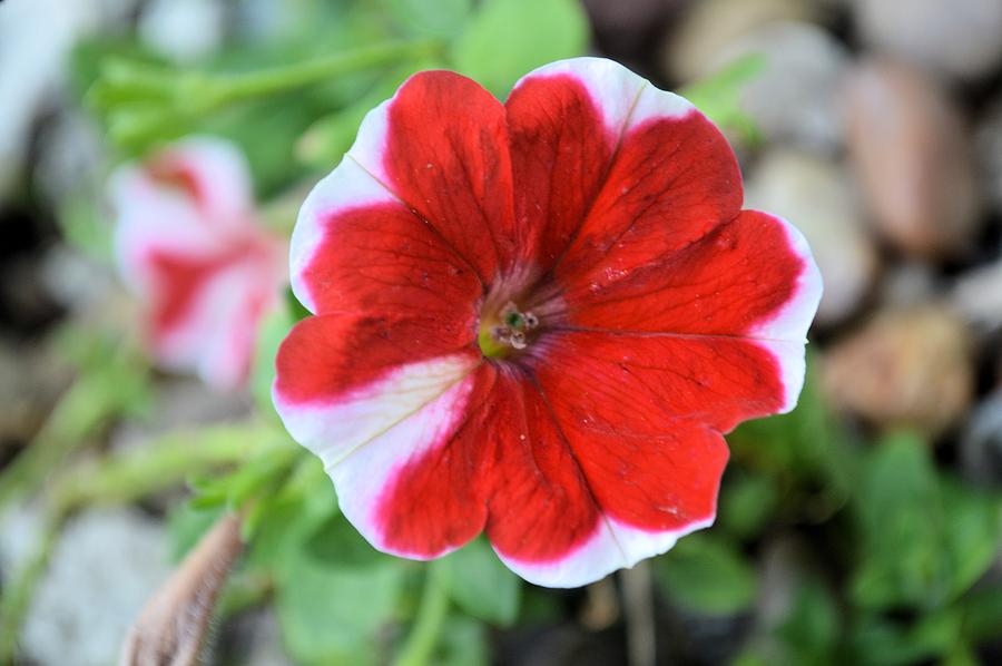 Striped Petunia Photograph by Bonfire Photography