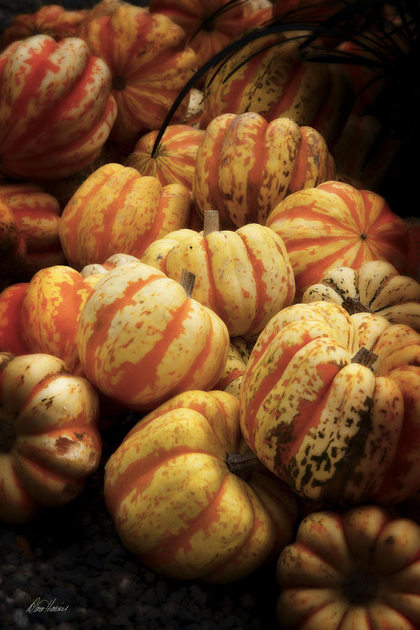Striped Pumpkins Photograph by Diana Haronis