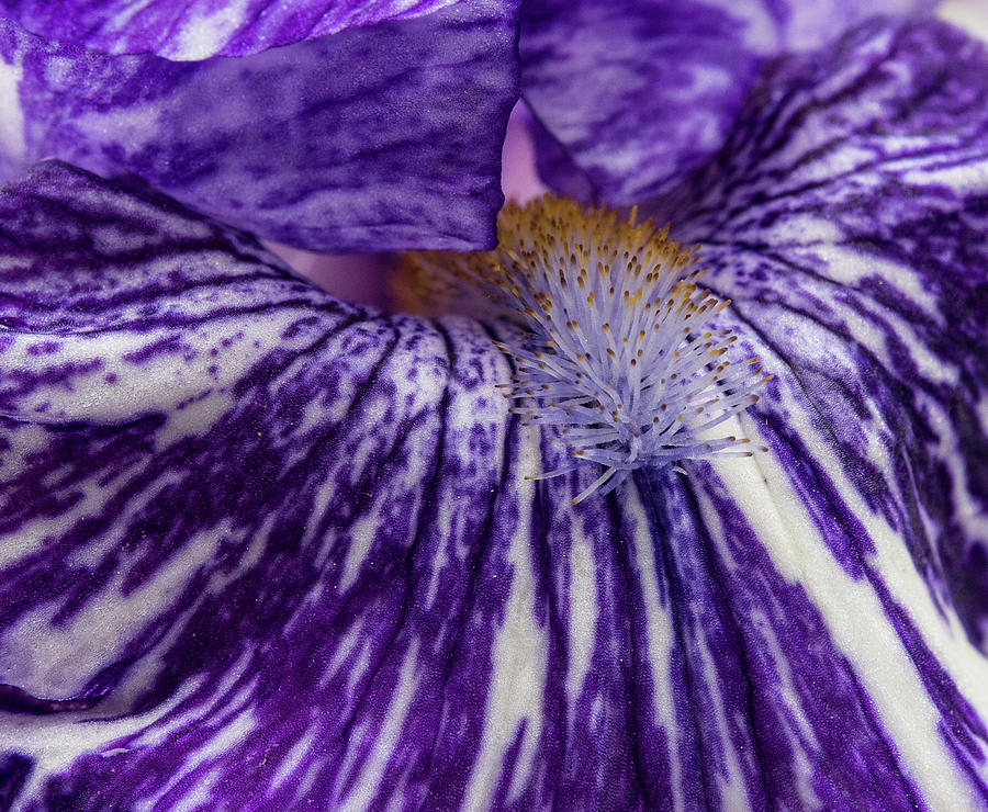 Iris Photograph - Striped Purple Iris Macro by Jean Noren