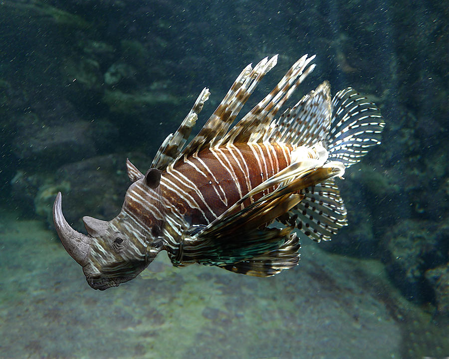 Striped Rhino Fish Photograph by Richard Reeve
