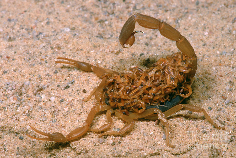 Striped Scorpion Carrying Babies On Back Photograph by Dante Fenolio