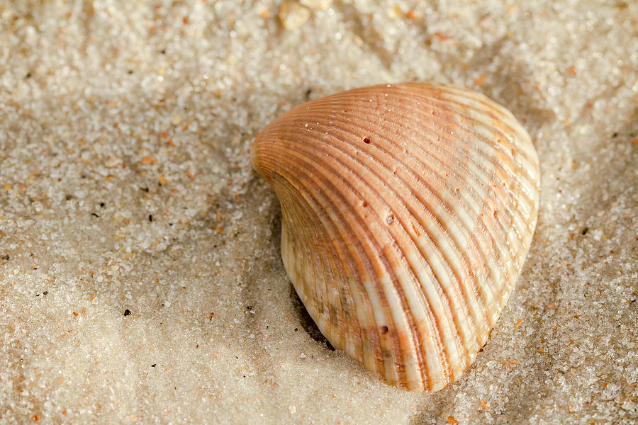 Striped Shell Photograph by Andrea Kappler - Fine Art America