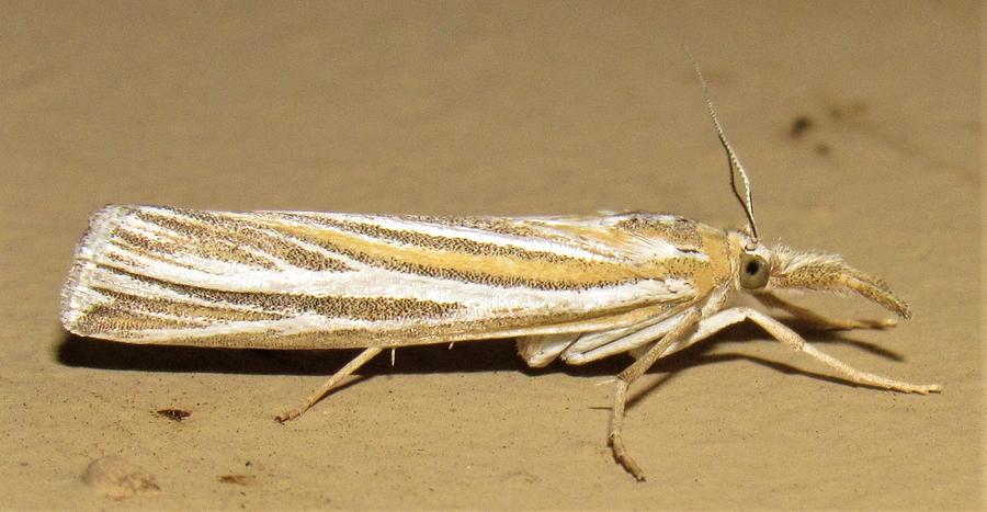 Striped Snout Moth Photograph by Joshua Bales
