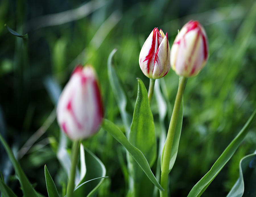 Striped Tulips in Spring Photograph by Marilyn Hunt