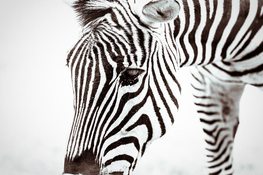 Striped Photograph by Wade Brooks