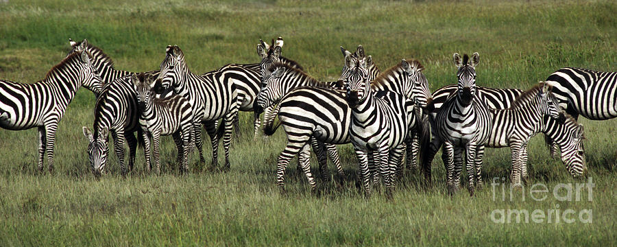Stripes - Serengeti Plains Photograph by Craig Lovell