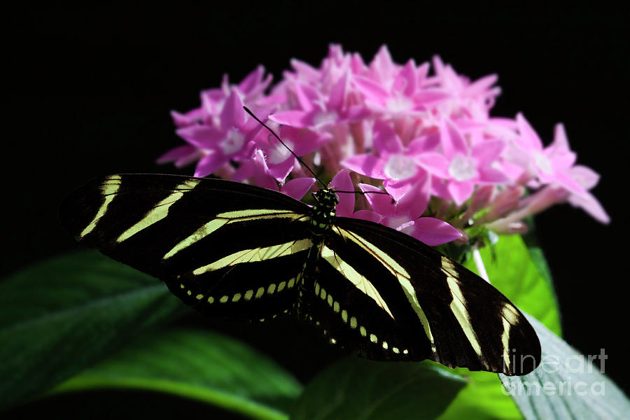 Stripes And Flowers Bloom And Butterfly Photograph