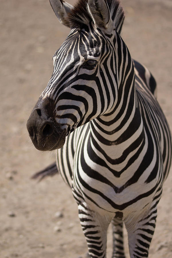 Zebra Photograph - Stripes by Garrison Crouch