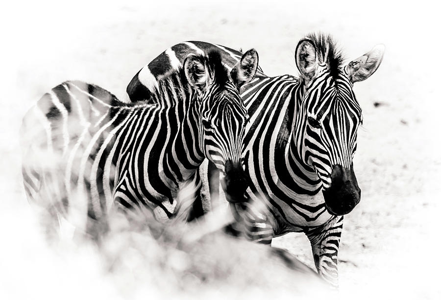 Stripes by Lev Kaytsner Stripes by Lev Kaytsner