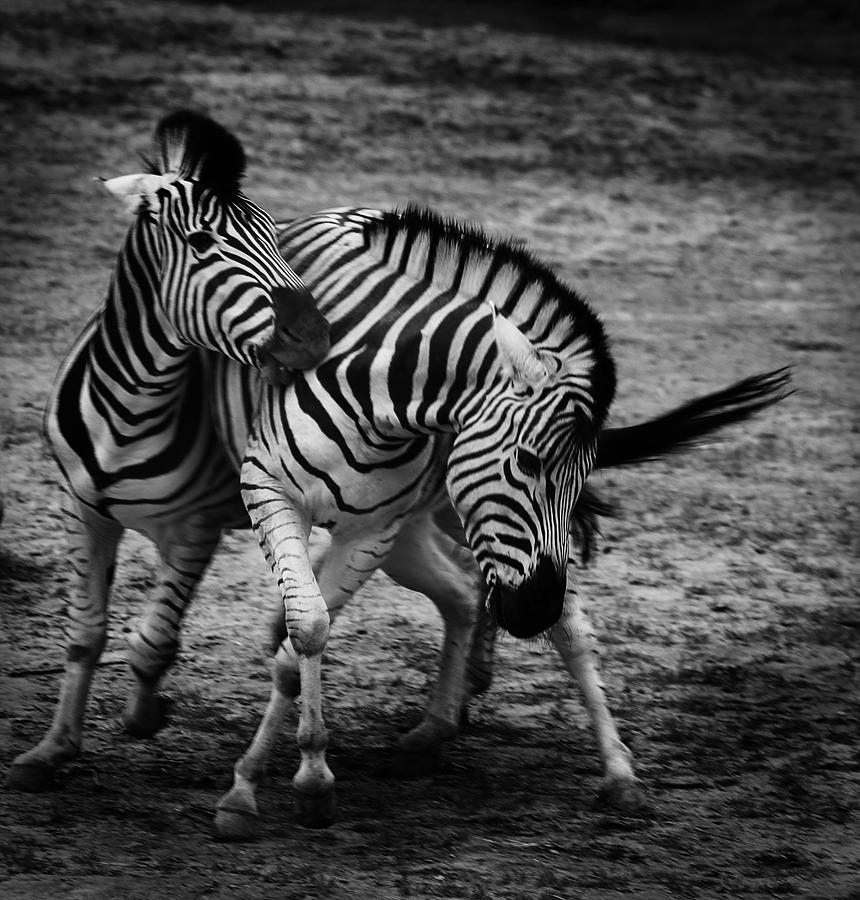 Zebra Photograph - Stripes by Martin Newman