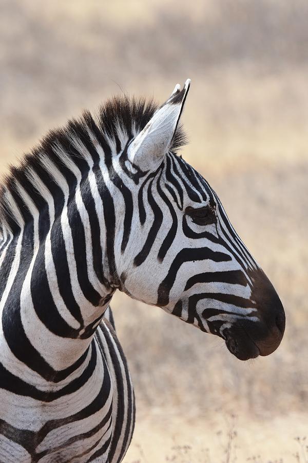 Stripes Photograph by Ntaba African Safaris - Fine Art America