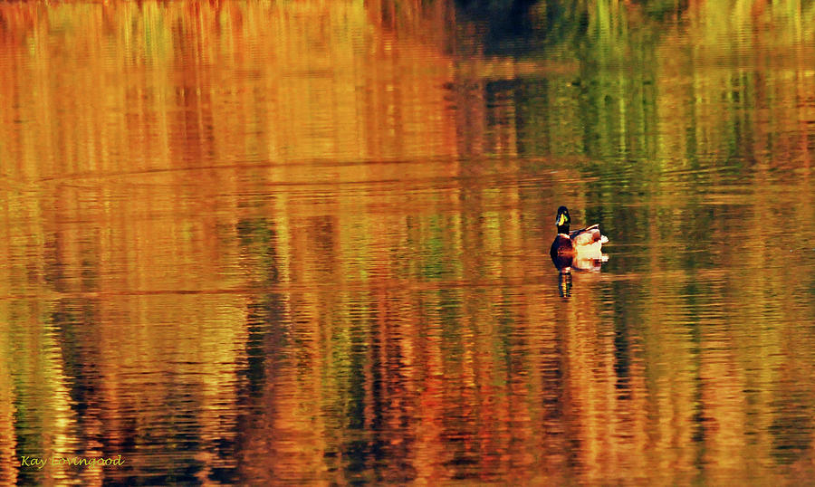 Stripes on a Pond Photograph by Kay Lovingood