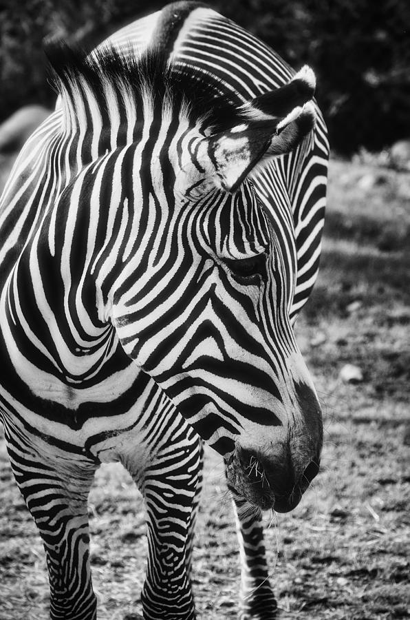 Black And White Photograph - Stripes  by Saija Lehtonen