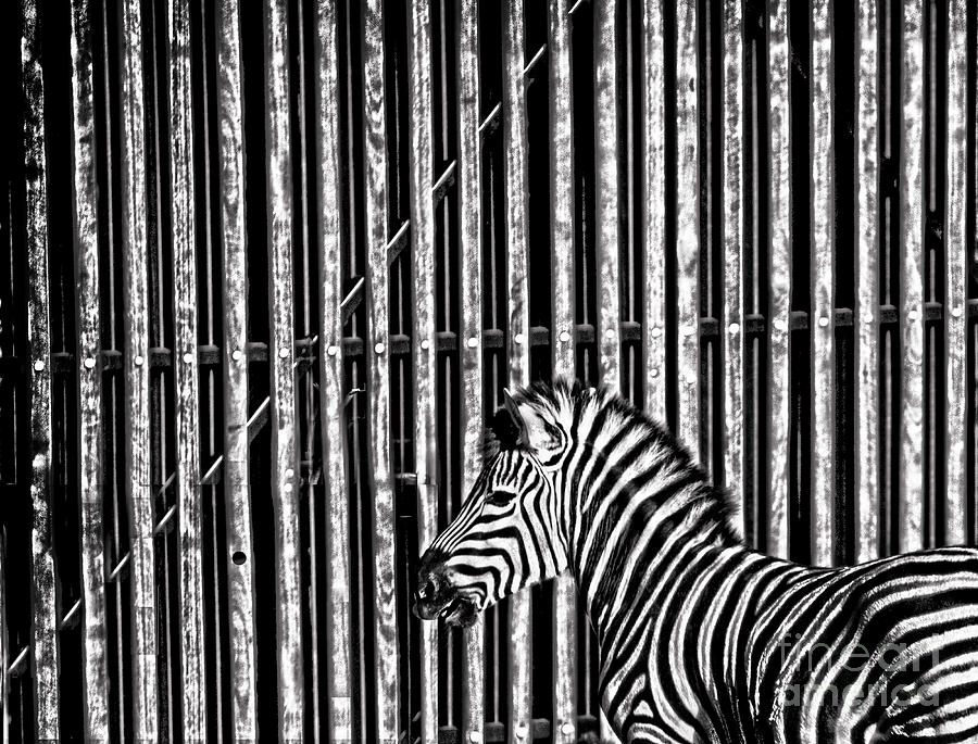 Stripes Photograph by Sheila Smart Fine Art Photography