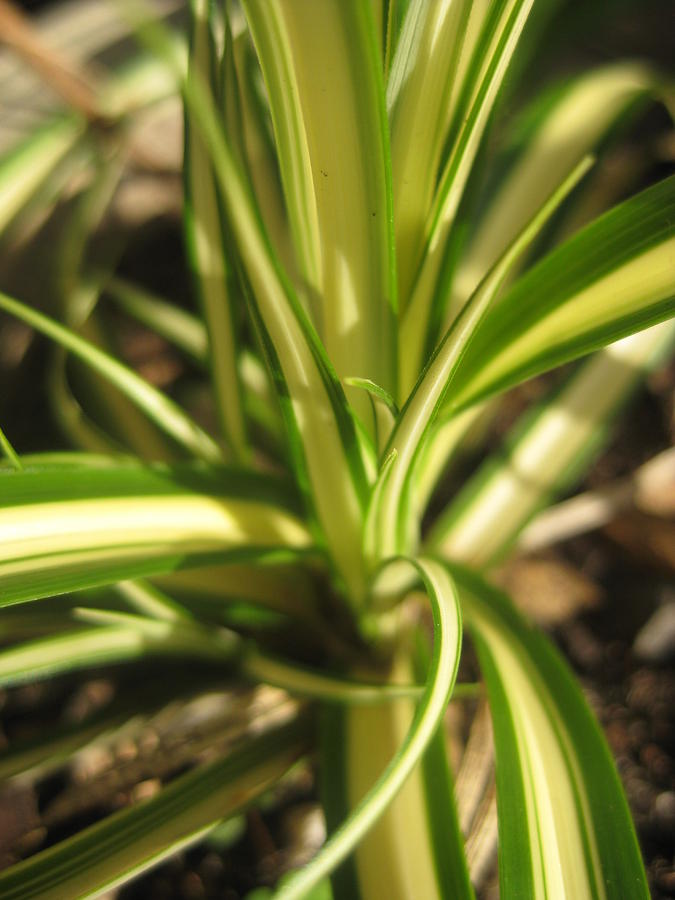 Stripeygrass Photograph By Miss Mclean Fine Art America