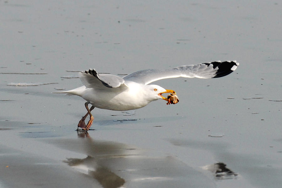 Stripped Billed Gull with Shell Photograph by Alan Lenk