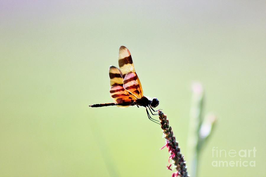 Stripped Wings Photograph by Mesa Teresita