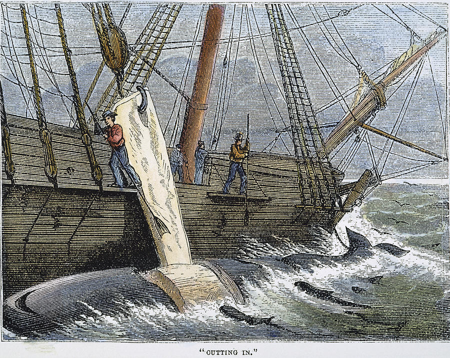 Stripping Whale Blubber Photograph by Granger Stripping Whale Blubber Photograph by Granger