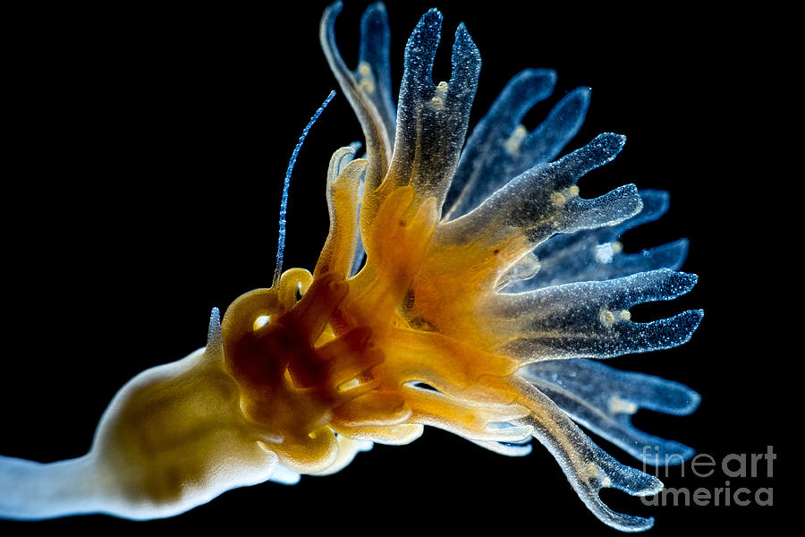 Strobila Of A. Aurita Jellyfish, Lm Photograph by Rubn Duro/BioMEDIA ASSOCIATES LLC