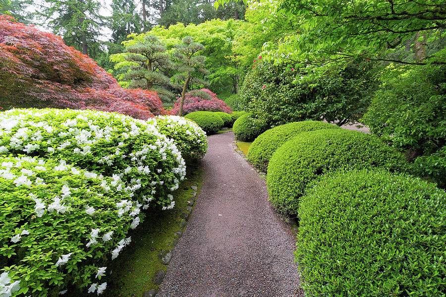 Stroling Garden Path in Japanese Garden Photograph by David Gn