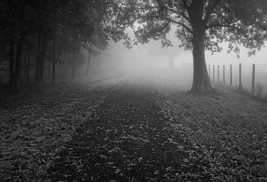Stroll Into Fog - bw Photograph by Greg Jackson
