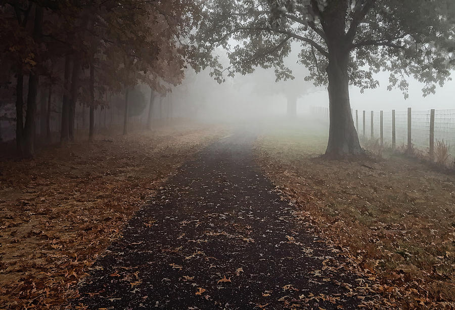 Stroll Into Fog Photograph by Greg Jackson