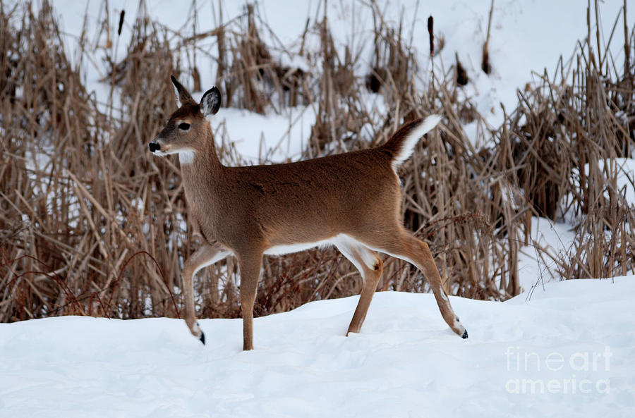 Deer Photograph - Strolling Along by Lori Tambakis